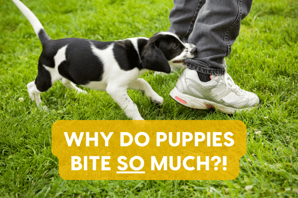 2. Why Do Puppies Bite