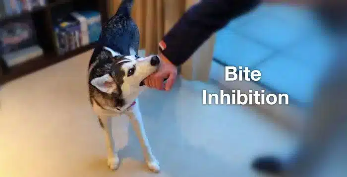 3. The Importance of Bite Inhibition