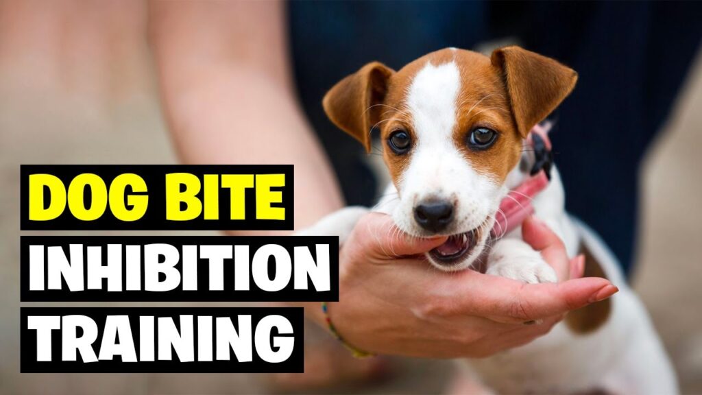 7. Methods to Train Bite Inhibition