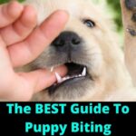 How to Stop Puppy Biting and Train Bite Inhibition