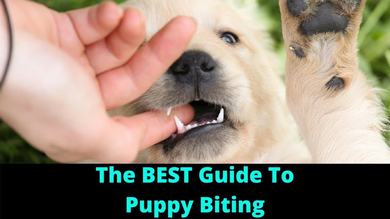 How to Stop Puppy Biting and Train Bite Inhibition